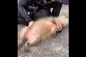 大家千万不要随便乱摸水豚 这种动物很凶猛的 否则……#水豚视频封面
