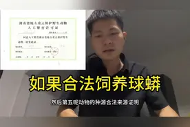 #球蟒 #玉米蛇 #爬宠 #眼镜蛇 #蟒蛇  合法饲养球蟒视频封面