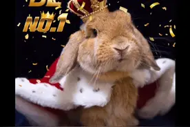 【兔年拜年表情包】看这一篇就够了！#祝大家2023年兔年大吉视频封面
