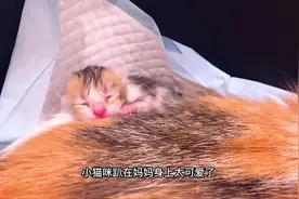 一只猫咪居然生出一窝完全不同花色的小猫#萌宠 #猫咪