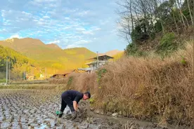 冬天抓泥鳅找泥鳅窝就行了，今天找到好几个泥鳅窝，抓了大半盆！