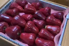 黑金钢莲雾图片