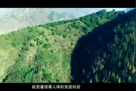 深山出野味，健康自然来，吕梁野山坡沙棘汁视频封面