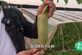 直播天津即将在正品天津频道推出👏
天津正宗的“沙窝萝卜”视频封面