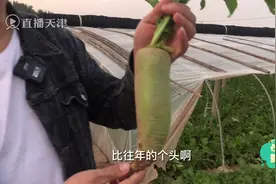 直播天津即将在正品天津频道推出👏
天津正宗的“沙窝萝卜”视频封面