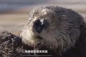 獭读音tǎ，以前都是想当然的去读😂，仰泳小冠军👍视频封面