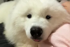 #狗狗怼脸拍 #萨摩耶 #狗狗教视频封面