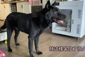 来看看我们纯种中华田园犬的体态，黑狗身长90cm左右