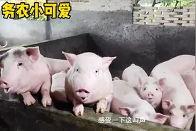 农村大叔喂猪前竟然要给猪洗澡，猪还一脸享受，这猪也太爱干净了视频封面