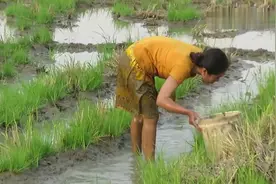 农村大姐野外泥潭徒手抓鱼补贴家用，搞得一身淤泥也不怕视频封面
