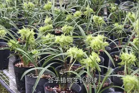 养兰花，叶子太旺也未必是好事，这样修剪来芽更快更壮视频封面
