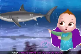啾啾儿歌 Great White Shark