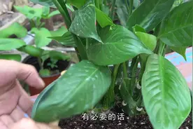 白掌叶子下垂？3个方法及时解决，很快恢复过来视频封面