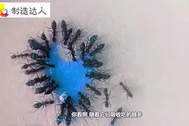 蚂蚁竟然爱吃糖？要不是镜头拍下，你敢相信