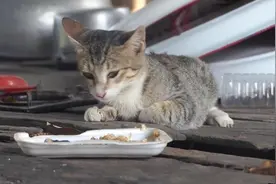 狸花猫腿上的毛掉了一块，趴在哪里一动不动，弄了点食物给它吃视频封面