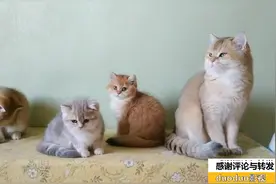 小猫洗脸时间可爱英国短毛猫为什么猫这样洗脸欢迎评论