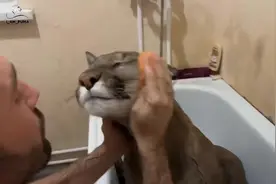 外国小哥养的美洲狮，给它洗澡比你家猫还老实！视频封面