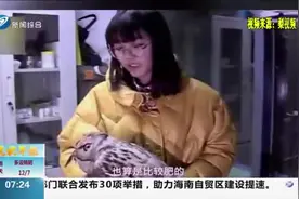 雕鸮闯进居民家中，咬死4只信鸽，疑是大雪天捕食困难误入鸽笼视频封面