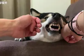 四眼柴犬对主人呲牙升级了，网友一致建议要趁早采取行动！