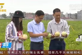 贵港港南区：“一村一品”助力果农脱贫增收，小香瓜带来了大财富视频封面