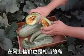 抖音网红水果，6个棚年入30万，一斤25元，卖的比哈密瓜还好！