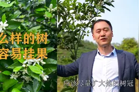 橙树几年开始挂果？什么样的橙树更容易挂果？听听专家的说法视频封面