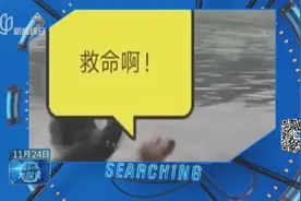 痛打落水狗？金毛下水游泳，遭黑天鹅疯狂“撵打”，毫无还手之力视频封面