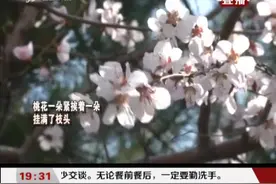 太原：公园春意浓，迎春花山桃花竞相绽放，美极了|都市110 0318视频封面