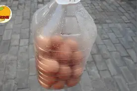 空油桶里如何装鸡蛋？方法简单一看就会，路途在远鸡蛋都不会碎