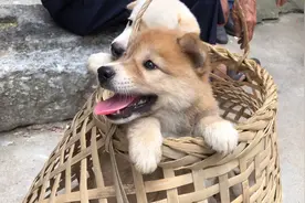 买狗如何看性格，怎么挑温顺又粘人的，不知道的看视频！