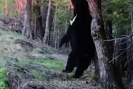贵州发现消失近40年的动物，可以像人一样直立行走，在中国很少见视频封面