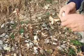 棉花今年的价格多少钱一斤？农村大叔说出价格，这价格太便宜了视频封面