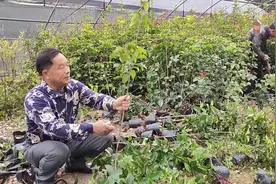 桂花小苗如何修剪？新手想种桂花苗，老杨放心不下亲自修剪促成活视频封面