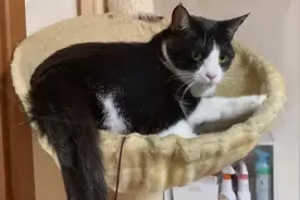 从小养到大的小黑猫，又乖又粘人视频封面