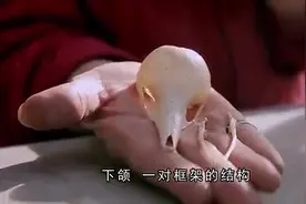 幸存者 第2集视频封面