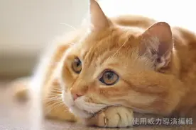 让主子猫咪安静下来的催眠曲，不信放给你的主子试试？视频封面