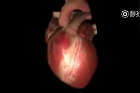 医学3D动画演示：认识心脏的解剖及功能视频封面