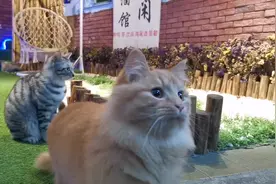 直到遇见这只长毛橘猫，才知道原来橘猫也可以这么好看