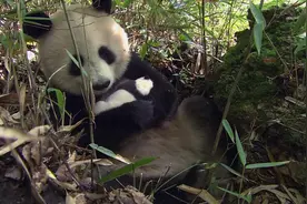 地球脉动第一季：熊猫妈妈艰难养育幼崽，十分感人视频封面