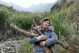 野生葛根这么难挖，妹子带你见识挖葛根过程，相当不易视频封面
