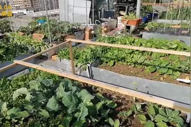 楼顶菜园土层三十公分厚，温度高了一天就晒干，为了收获必须浇水视频封面