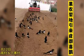 郑州果农开拖拉机翻地引得喜鹊成群来图片