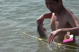 农村河里好多清道夫鱼，拉次渔网除了清道夫还是清道夫，样子难看