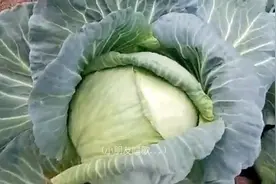 看看圆白菜是怎么长出来的？
