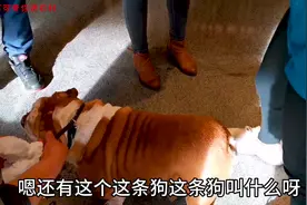 四只小狗长途跋涉1200公里，从上海到北京，只为了找寻主人视频封面