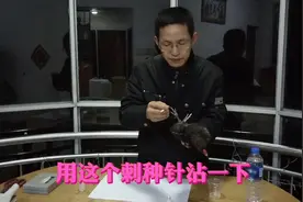 教大家怎样给鸡，接种鸡痘疫苗(鸡痘疫苗的接种方法)。视频封面