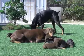 狗爸狗妈带着小狗们到院子里晒太阳，画面非常温馨