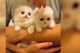 猫的脖子上，装有一个普通吊坠，里面却是浩瀚的“银河系”！