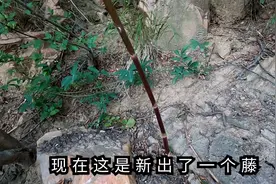 太行悬崖上竟发现巨型何首乌，不远处又有新发现，公母共生太罕见视频封面