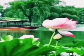 一根藤上的二个瓜，最终却分离视频封面